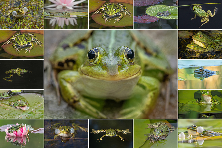 Frösche