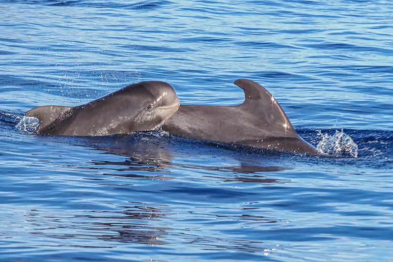 Madeira - Delfine vor der Küste Madeiras