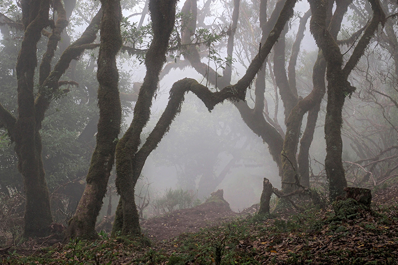 Madeira - im Feenwald von Fanal