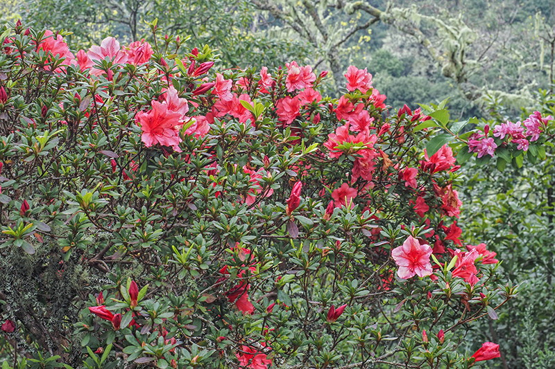 Madeira - Rhododendren im Park von Queimadas