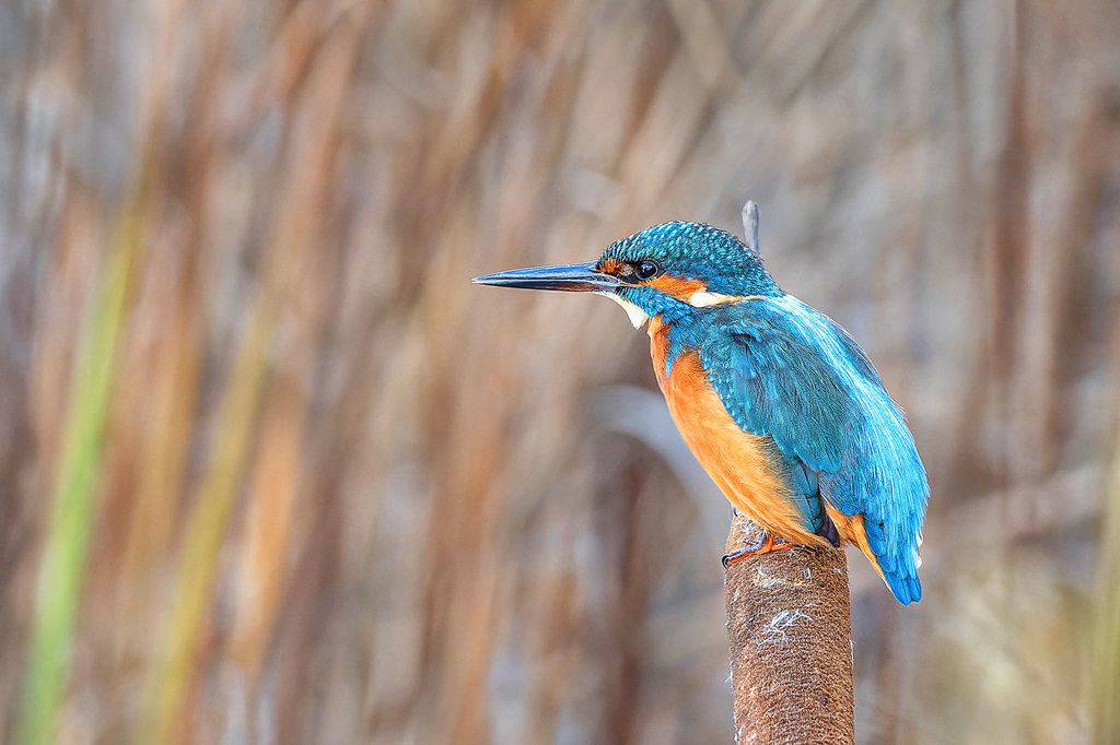 Unser Saarland - Eisvogel