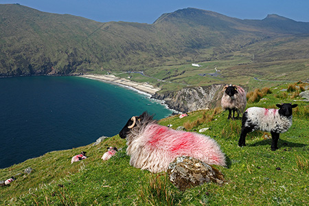 Reisen & Landschaft: Irland